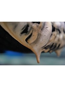 VONIXX DELET Limpiador de neumáticos y gomas